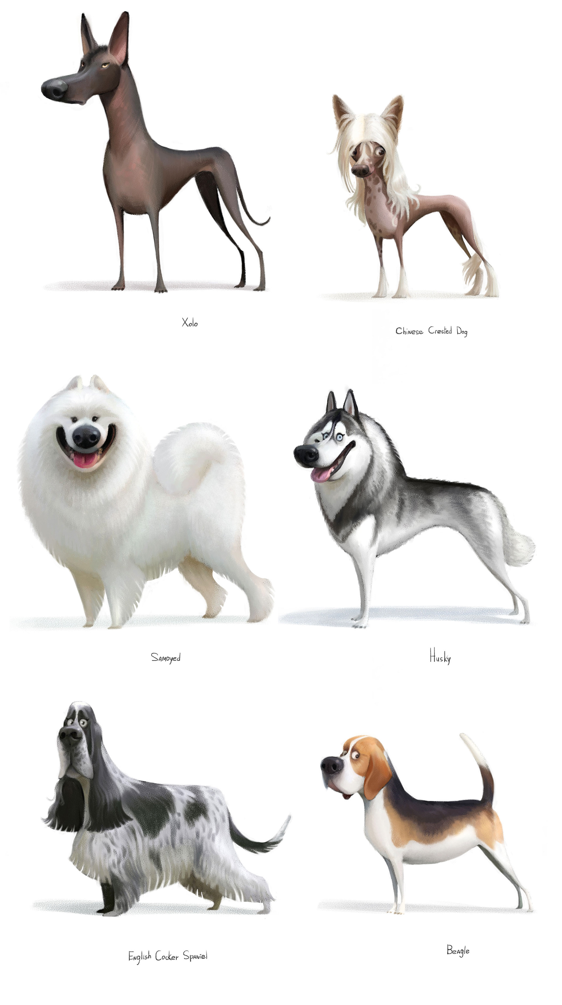 dog illustration