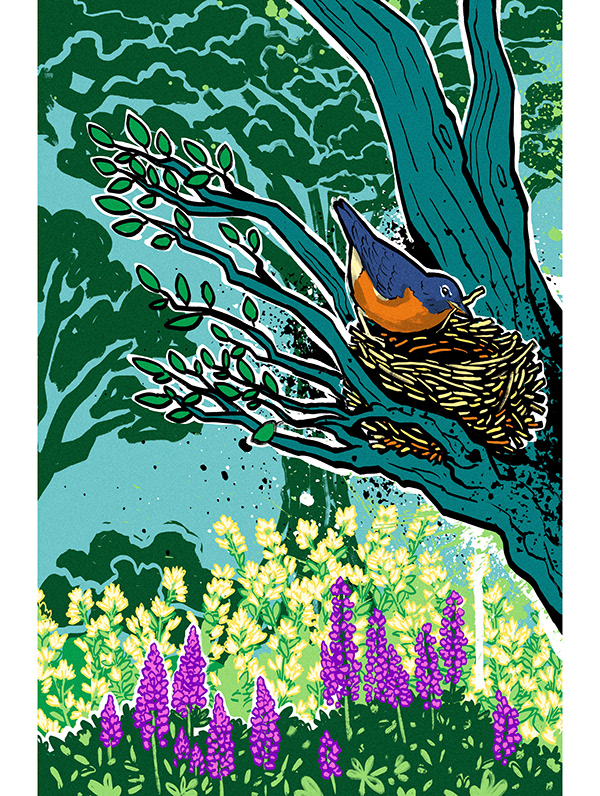 muti studio nature illustrations california academy design4users