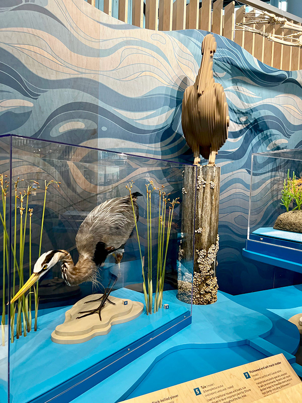 muti studio nature illustrations california academy design4users