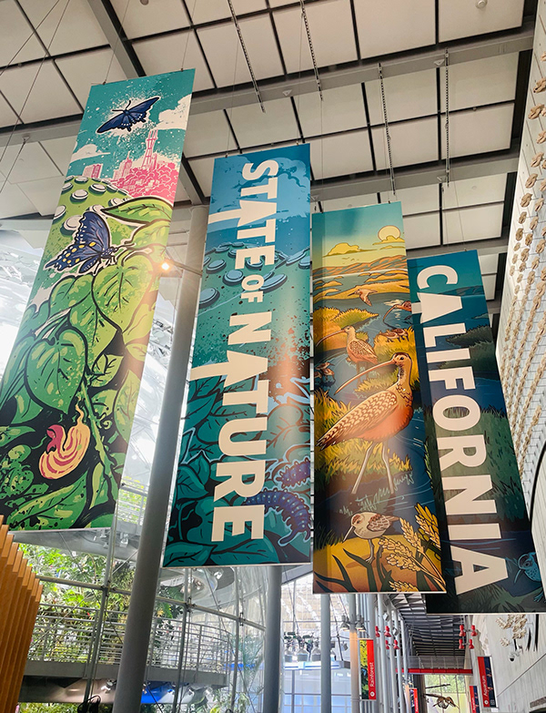 muti studio nature illustrations california academy design4users