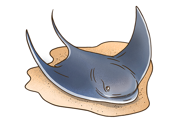 muti studio nature illustrations california academy design4users