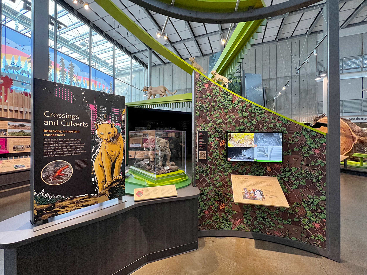 muti studio nature illustrations california academy design4users