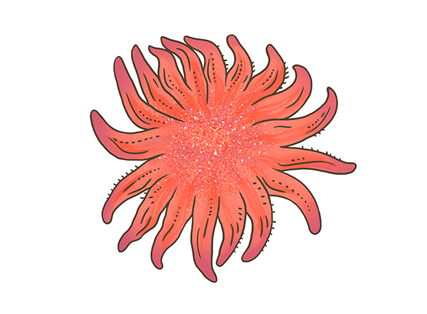 muti studio nature illustrations california academy design4users