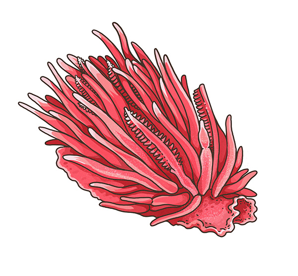 muti studio nature illustrations california academy design4users