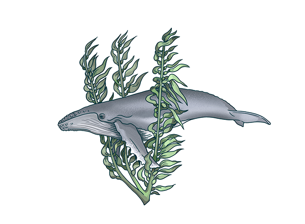 muti studio nature illustrations california academy design4users