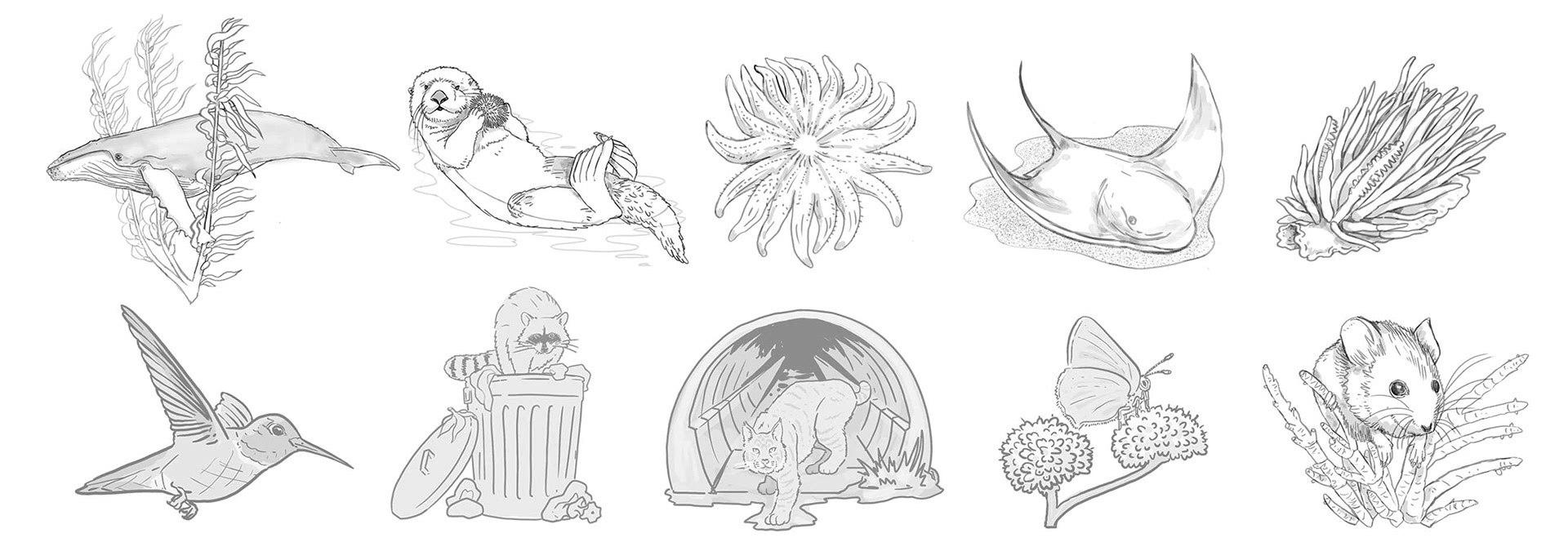 muti studio nature illustrations california academy design4users