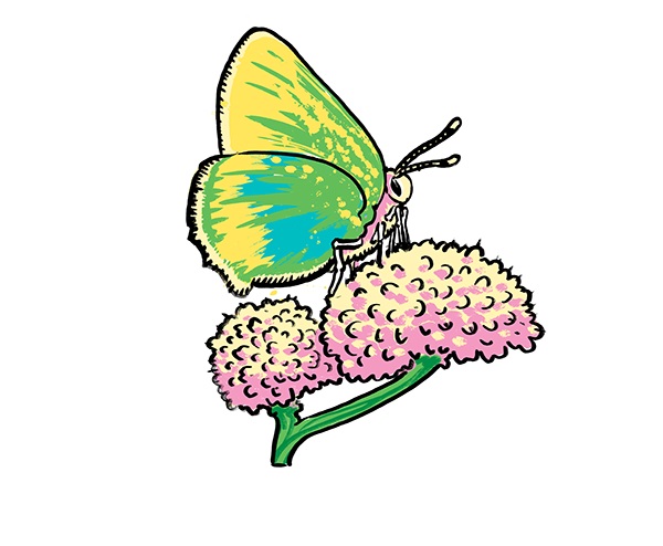 muti studio nature illustrations california academy design4users