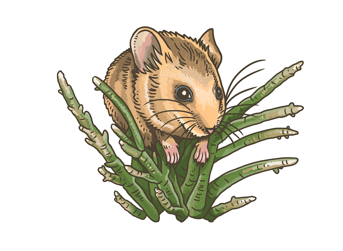 muti studio nature illustrations california academy design4users