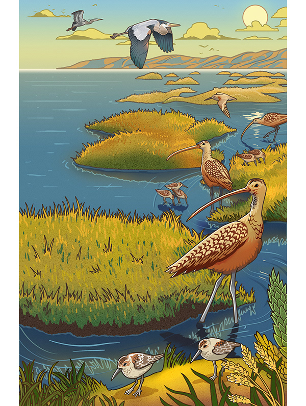 muti studio nature illustrations california academy design4users